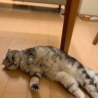 猫の日