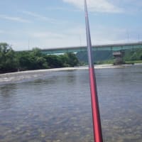 7/8-12 鮎釣り解禁して２週間だが北越三面川は🐟魚の成長遅れて群れ鮎が多いかなー❕❓