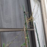 2024 ツルが消えた山芋