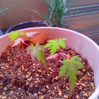 松の次は紅葉