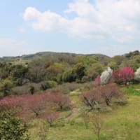 春蘭と庭の草花と里山の風景と少し洋らんの花