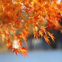碓氷湖の紅葉(2013)