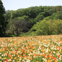 武蔵丘陵森林公園のポピー2025