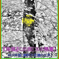🐉🌈〖尾瀬〗ブナ大木に可愛い【✨精霊✨】出現❢❢