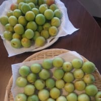 梅シロップを作りました〜