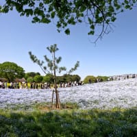 国営ひたち海浜公園２０２５年ネモフィラ丘の春