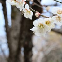XF30mmで撮影してみる
