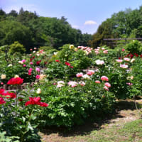 東松山ボタン園「2025」