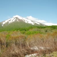 ２０２５年５月１６日　北八甲田山麓　箒場の新緑
