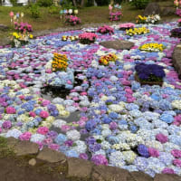 開成町の綺麗な紫陽花②