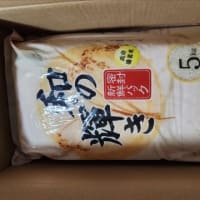 さくらんぼ🍒　佐藤錦　　2025/06/20　
