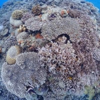 午前午後と水納島にて体験ダイビング