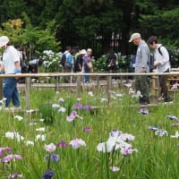 にしさんの花日記　千葉県　本土寺　花のお寺です