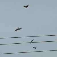夢をみた