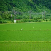 サギとカモの朝仕事