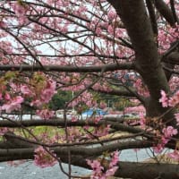 伊東一泊旅行 2016 3月  河津桜まつり