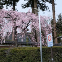 2024/4/6-7　甚六桜と田切駅掃除旅行　後編