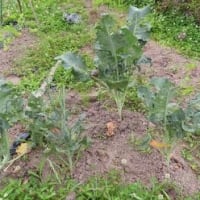 田舎へ　６月　④