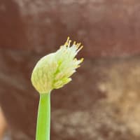野菜たち。
