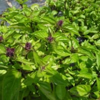 7月　畑へ訪問　その２