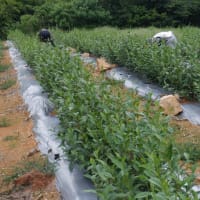 　夕方雷から雨　野菜収穫5種類　ピーマン初収穫