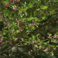 砂浜に咲く花