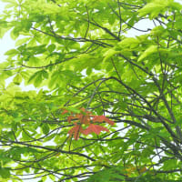 「紅葉始まる！」　いわき　高野花見山にて撮影！　ベニバナトチノキ