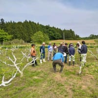 蔵王地区いちじく芽かき講習会が開催されました
