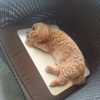 新しい家族迎えました🚄143