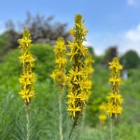 花楽の里