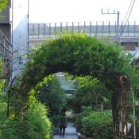 朝の散歩　谷端川緑地くちなしの白い花　　　　８