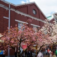 【桜旅・関西】　大阪造幣局・桜の通り抜け　その２