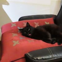 京都　哲学の道で蛍撮り　黒猫と蛍　黒猫三態