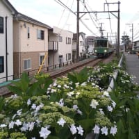 紫陽花ふたたび・・・