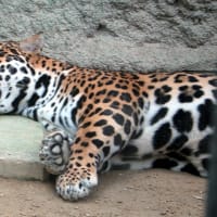暑いのに「動物園」にいきました。大人二人で。