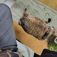 とうとう始まった(;´∀｀)