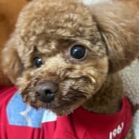 お腹が張る中、スクールとサークル！