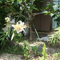 ヤマユリ開花