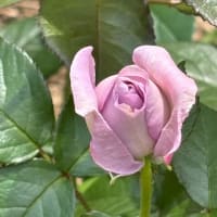 ブルーバユー咲くところ