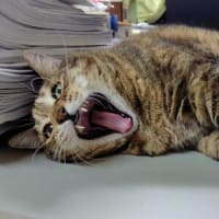 今日もニアピン(;´･ω･)