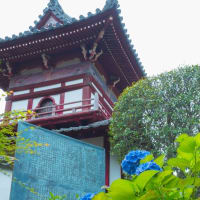 興福寺の「紫陽花季」　2025/6/8
