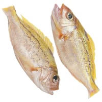 魚を食べるTokyo2072 眠るTokyo2072 枯山水のTokyo2072 朝顔 昼顔 夕顔 へちま 風船かずら ホオズキ キキョウ 葉の化石 シンプルテストイズベスト シンプルシンキングライフ