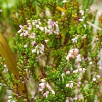 葉物の寄せ植えと虫の攻防と