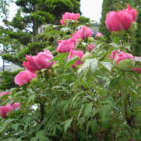 雨に打たれて