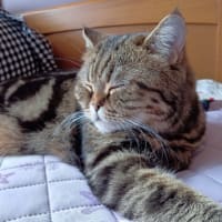 2025/06/06に思うこと