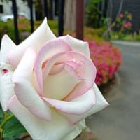 市民農園の黄色い花