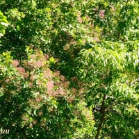 「相模原麻溝公園」では「スモークツリー」が2、3分咲きとなった！！