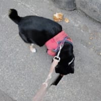 無駄な知恵