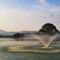朝の散歩　平池公園　46　5.16～20