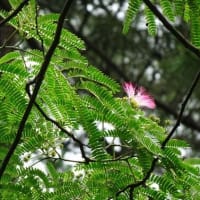 ネムの花（はてなブログ）